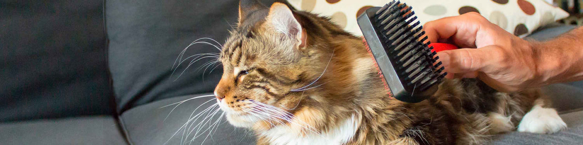 Cat grooming accessories cheap
