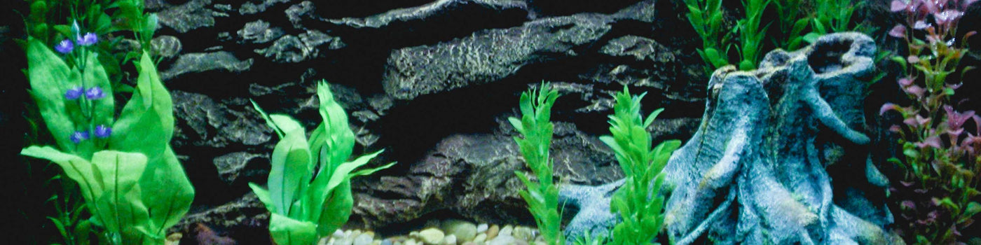 AQUARIUM AND FISH TANK PLANTS