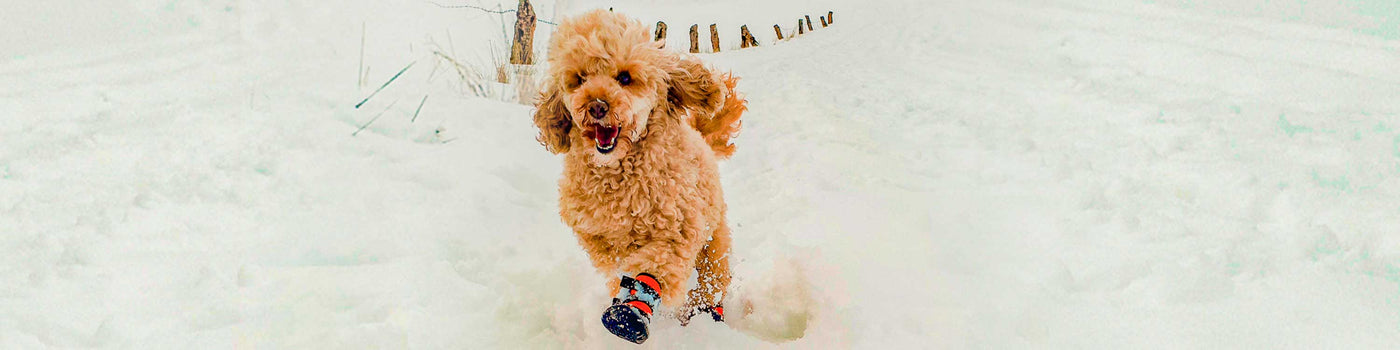 DOG SOCKS AND SHOES