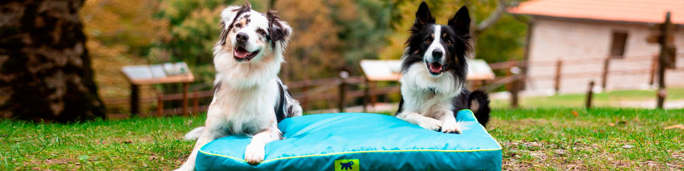 DOG CUSHIONS AND BLANKET