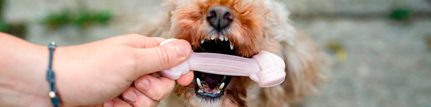 DOG DENTAL HYGIENE