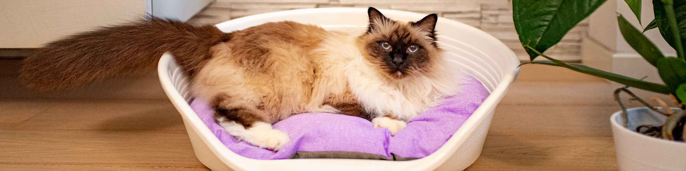 Best cat 2025 kennels near me