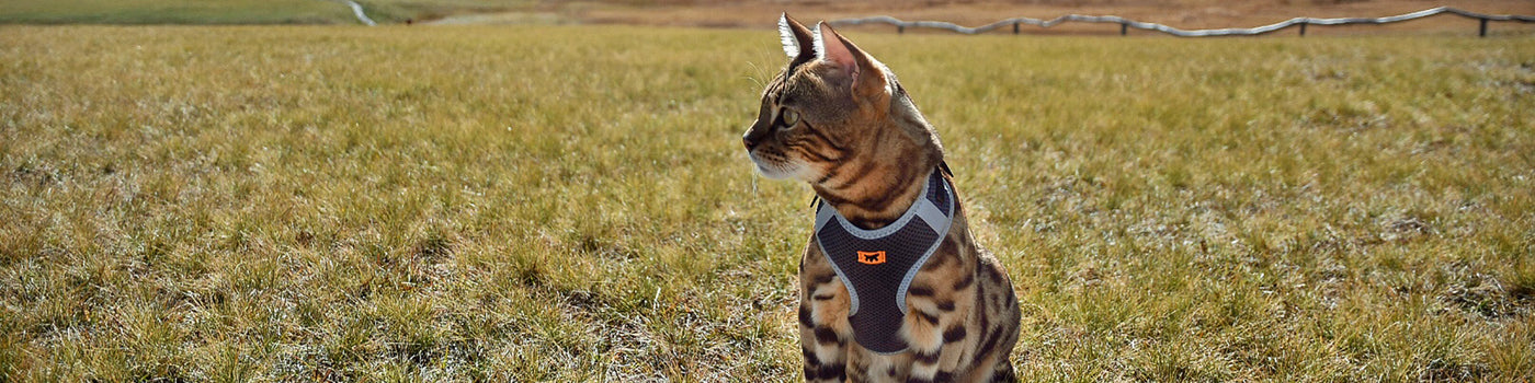 CAT HARNESSES