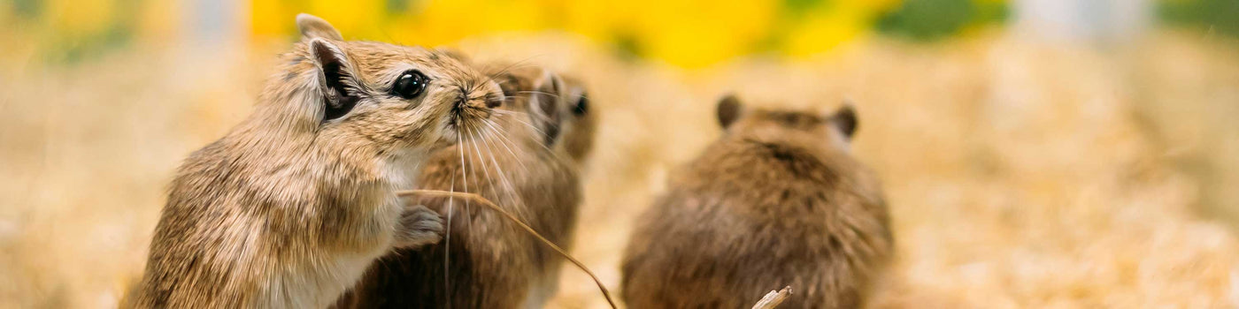 GERBIL CAGES