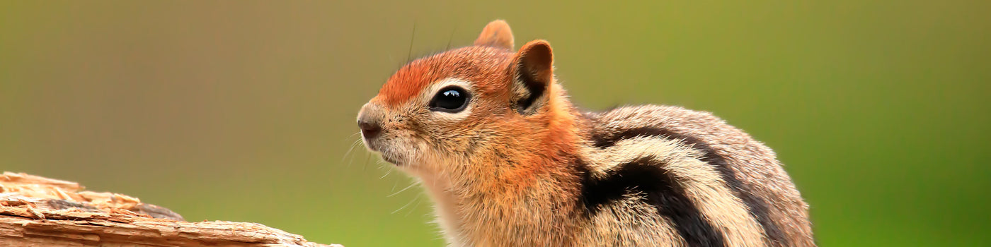 CHIPMUNK CAGES