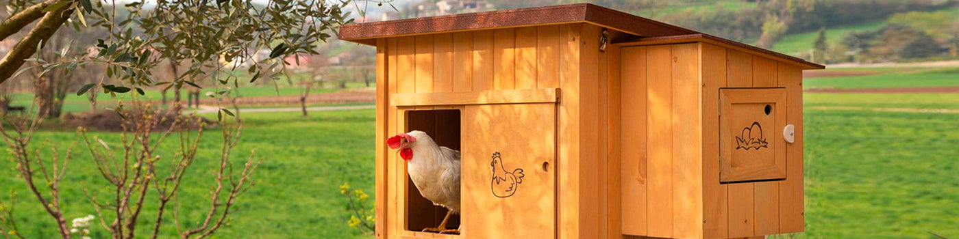 HEN AND CHICKEN HOUSES