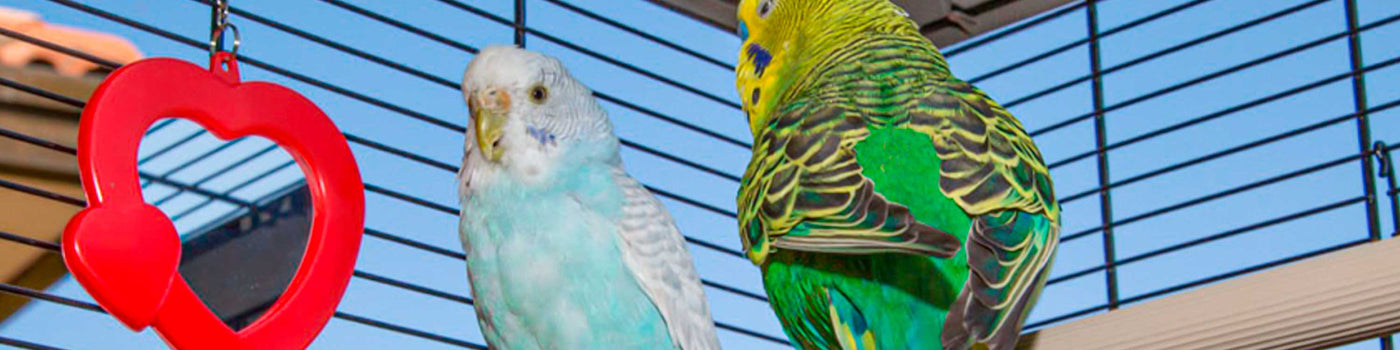 TOYS, PERCHES AND SWINGS FOR BIRDS