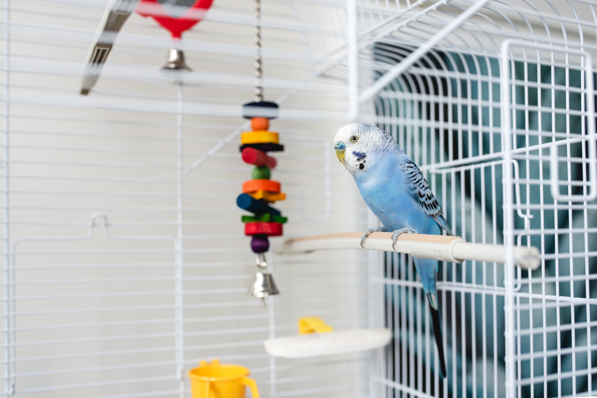 Exotic top bird supplies