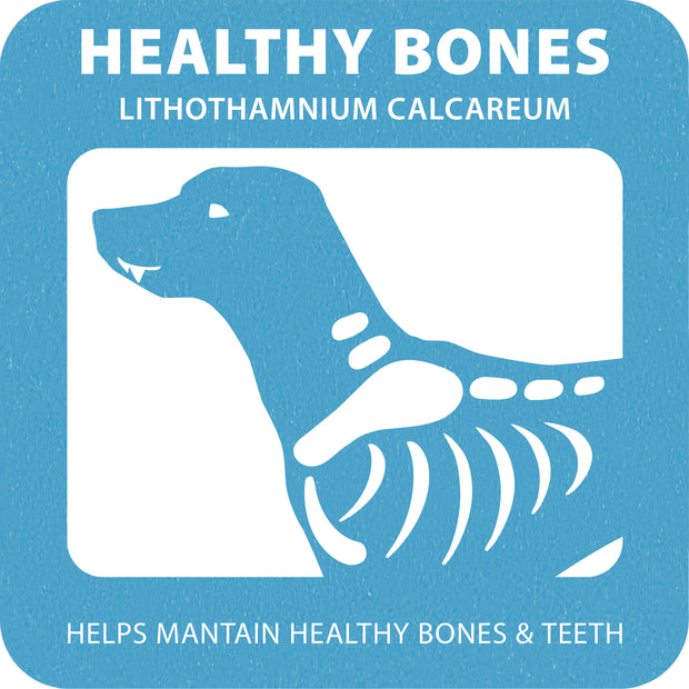 100% SNACK FILLABLE - TOOTHBRUSH LITHOTAMNIUM