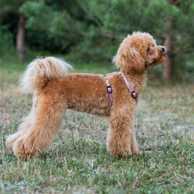 CHAMPION P