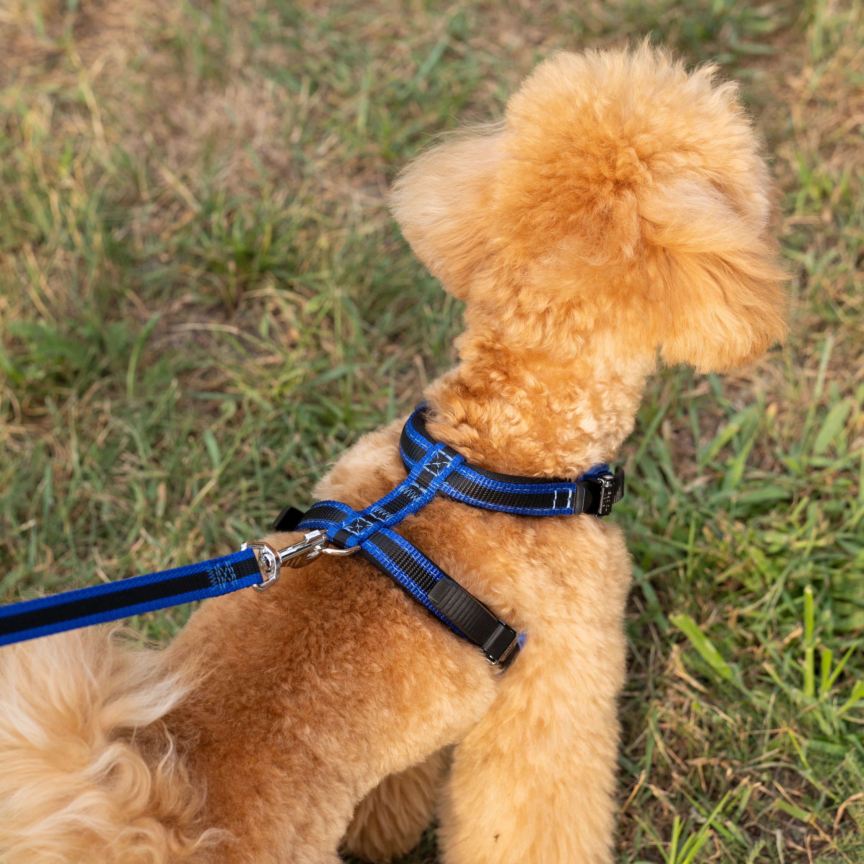 Small Dog Puppy Body Belt Small Puppy Belt Personalized Dog