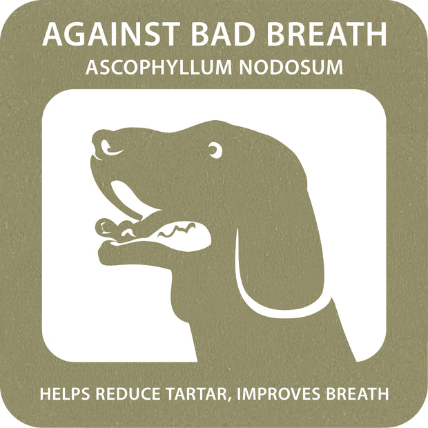 100% SNACK FILLABLE -  TOOTHBRUSH ASCOPHILLUM