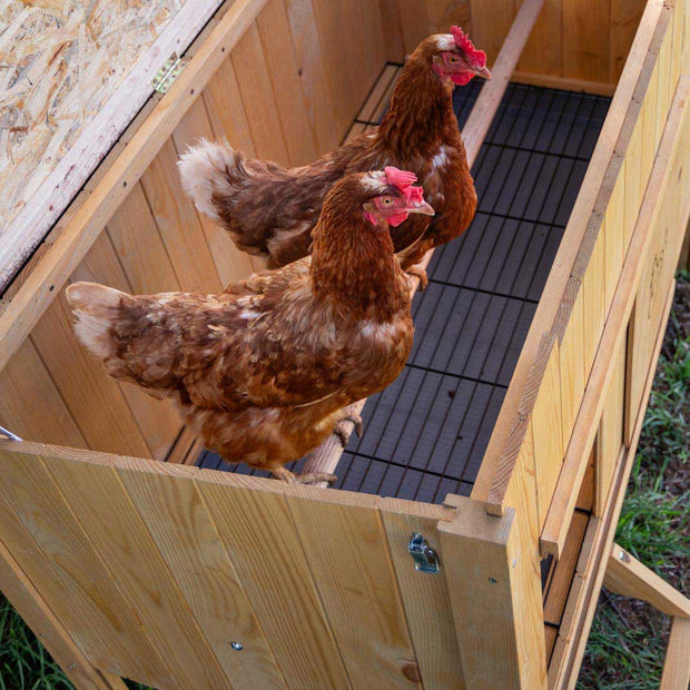 HEN HOUSE 10